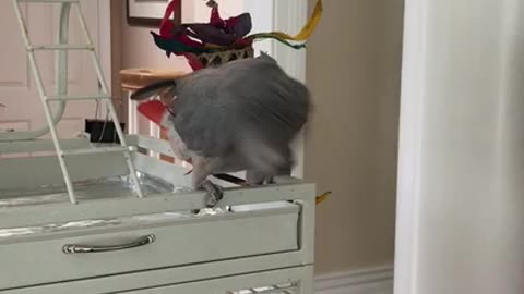 parrot shakes head to music - parrot shakes its head