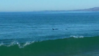 Beautiful Dolphins in the Pacific Ocean