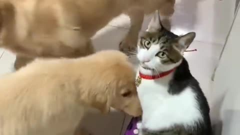 FUNNY CATS and DOGS 🐱🐶 New Funniest Animals Videos 2024 😂