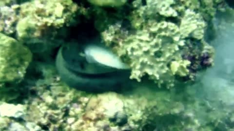Shark attacked and eaten by giant Moray eel