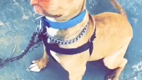 Top Quality Pitbull Dog | short video|best attitude status for whatsapp 2022 #whatsappstatus #dog