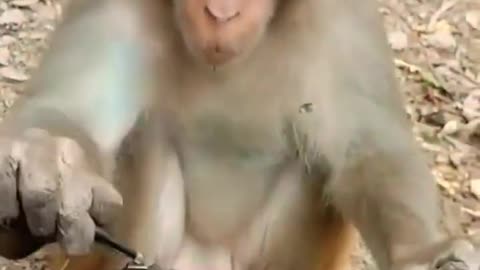 #shorts Funny Animals Videos, Funny Animals Shorts #funnyanimalvideos #monkeyvideo #atharvallinone