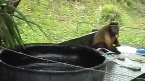 Intelligent and very funny monkey washing clothes....