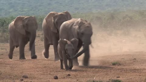 African elephants walking on a dusty ground 2021