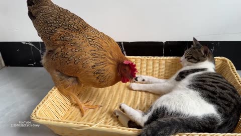 😅Weird hen shows cat how to lay eggs!How did the funny cat react-Funny Animal.Cute Pets.interesting