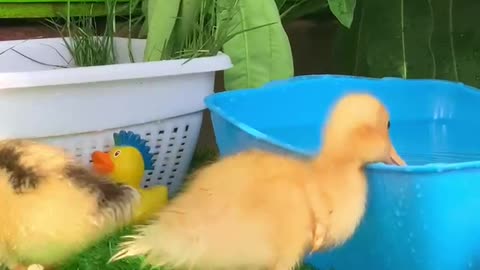 Cute Ducklings playing