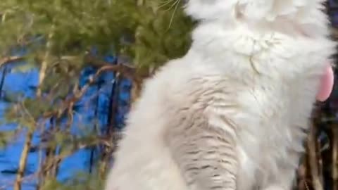 Best Funny Animal Videos 2022 🤣- Funniest Dogs And Cats Videos