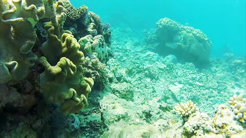 Explore beautiful coral reef and undersea nature