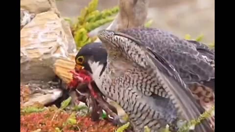 Lunch is here - peregrine falcon family