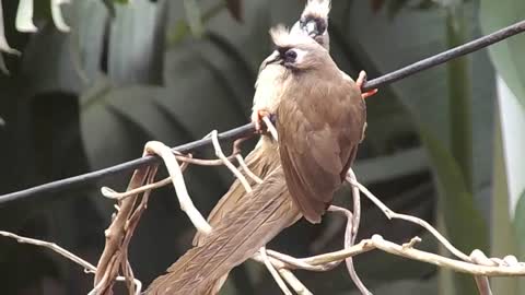 birds who defined the liberty that we re human looking for