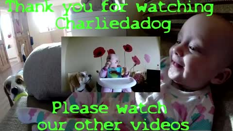 Dog Begging For Food and Makes Baby Smile -