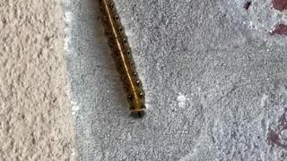 Caterpillar Season in Florida!