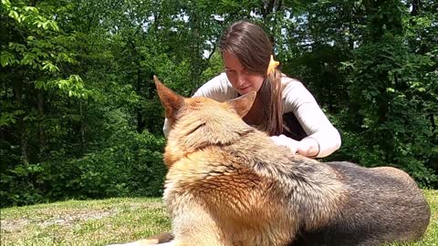 german shepherd -brushing-her-