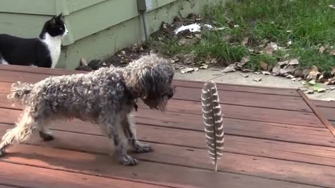 This Little Dog Is Afraid Of The Big Feather