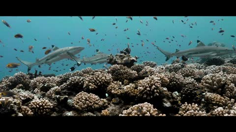 Diving at FRENCH POLYNESIA - Tahiti - 4K video underwater