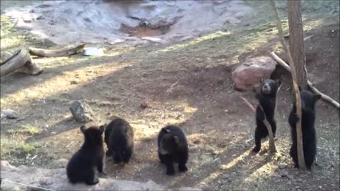 Baby Bear Cubs Playing - CUTEST Compilation