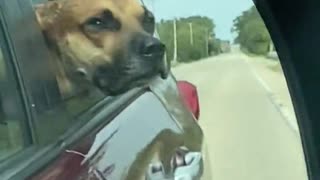 Doggy Enjoys Breeze Blowing Through His Cheeks