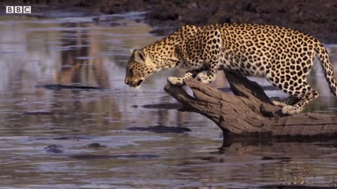 Leopard Learns How to Catch a Fish