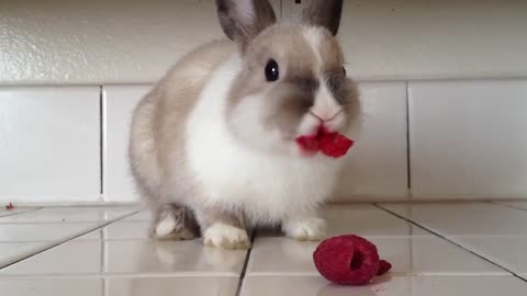 Bunny Eating Raspberries