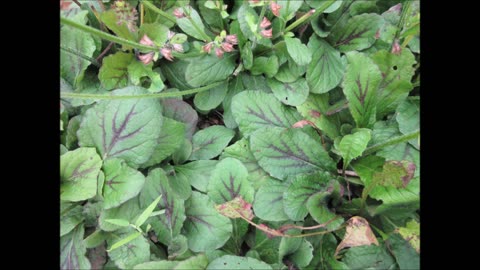 Mild Mint Flavor Lyre Leaf Sage Sept 2022