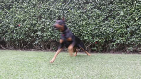 Forgiveness - Enrique Iglesias or this Doberman?