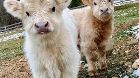 fluffy cows <33