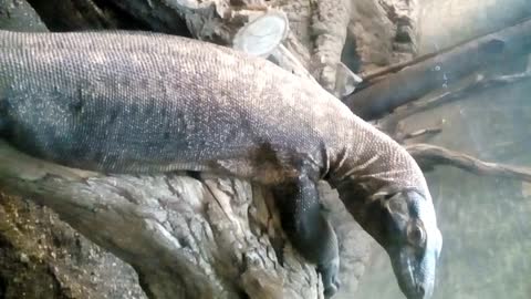 Komodo Dragon at the Zoo