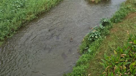 Otter Family Surrounds Monitor Lizards