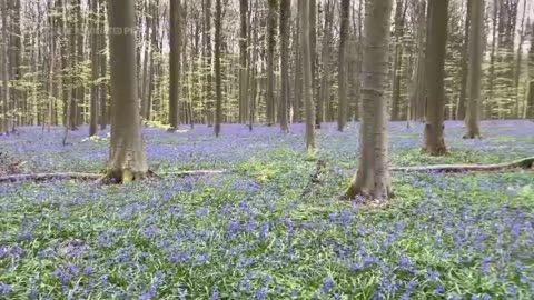 Spectacular carpet of bluebells covers forest floor in Belgium