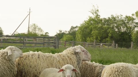 Flock of Sheep on a Farm