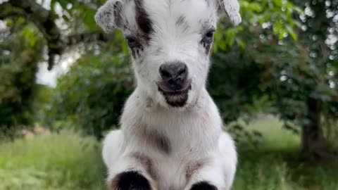 Get ready to smile. Baby goat edition