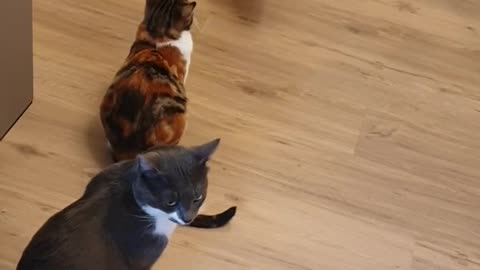 funny cat enjoying fighting with other cats