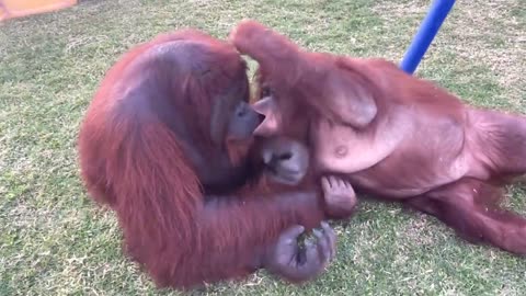 Orangutan sweet moment”💕💕