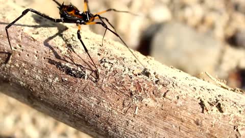 Spider Arachnid Insect |ShortVideo