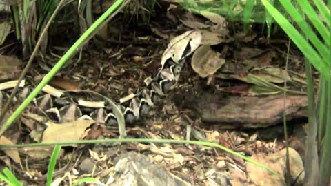 Watch a Large Gaboon Viper Snake Swallowing a Rat!
