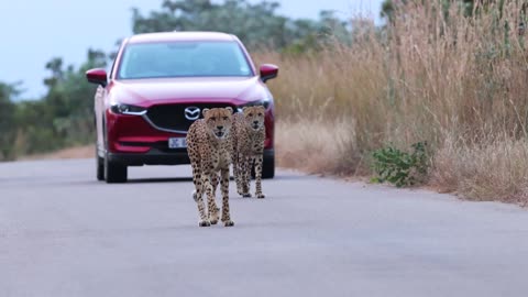 Fascinating footage of cheetah family walking on the road