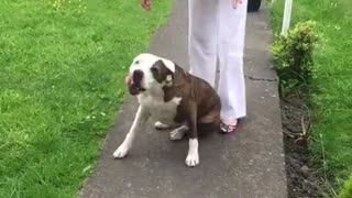 Pit Bull no puede contener la emoción al regreso de su dueño