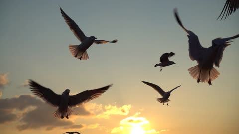 Seagulls flying over the sky at sunset
