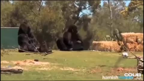 Gorilla rides a bike