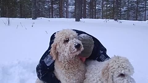 Double Doodle Snow Pile