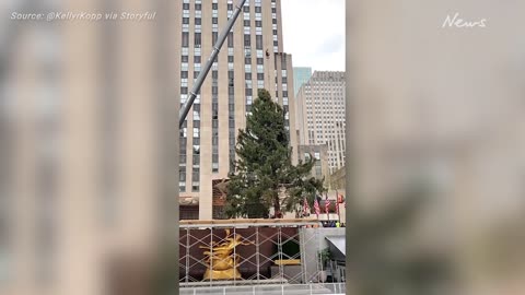 Timelapse Shows Rockefeller Tree Lifted Into Place in NYC