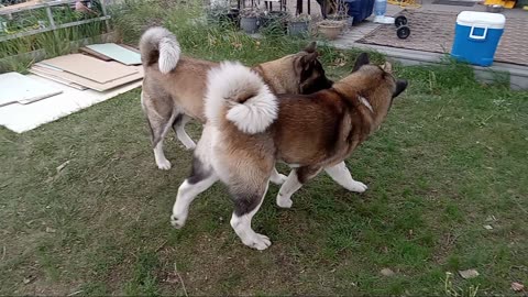 Round 2 Akita vs Akita