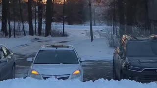 Herd Of Albino Deer