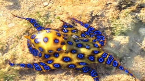 Is there any Antivenom for Blue Ringed Octopus - Facts in Urdu - #youtubeshorts