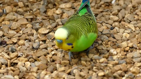 Experience the Beauty of Nature with this Stunning Budgerigar