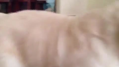 Funny Video Dog Random shit