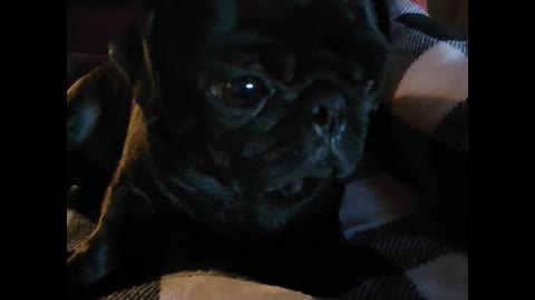 Pug Hiccups