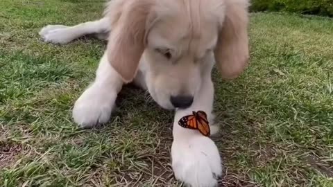 Puppy Playing With Butterfly #shorts #shortvideo #video #virals #videoviral