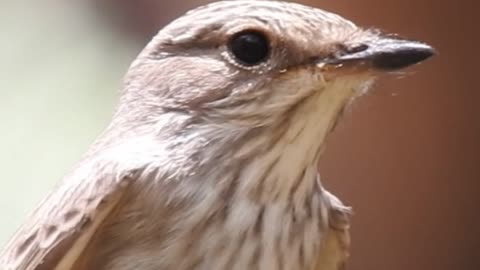 Birds in Oman | Learn about the spotted flycatcher