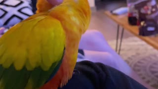 AHHHH! Parrot LOVING his scratches